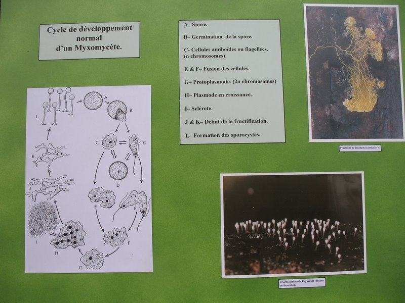 2008 03  Atelier myxomycètes 07